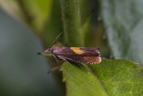 Réf. 200 927 : Dichrorampha sp.